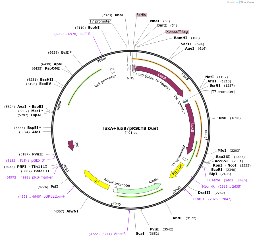 197581-plasmid-map-sequence-id-388980