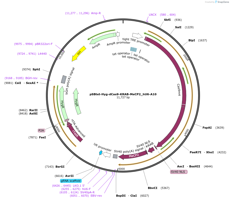 196083-plasmid-map-sequence-id-388984