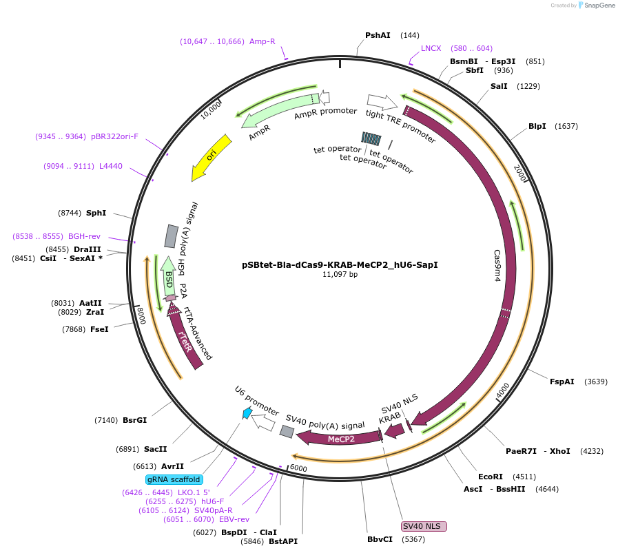 196080-plasmid-map-sequence-id-388988