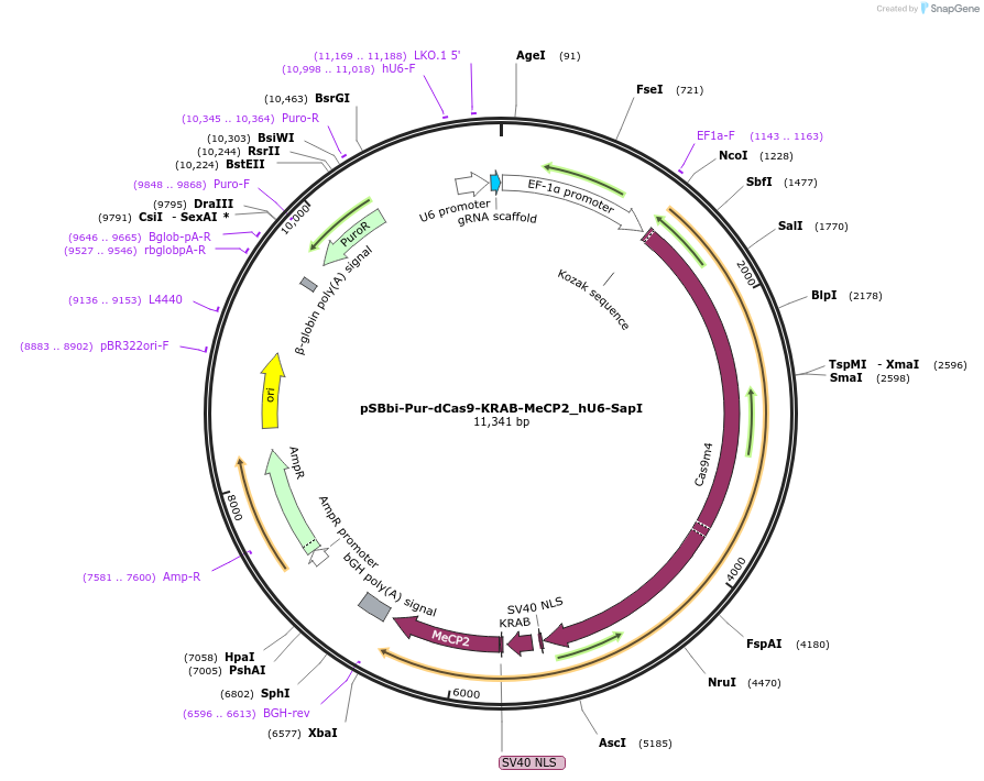 196078-plasmid-map-sequence-id-388989