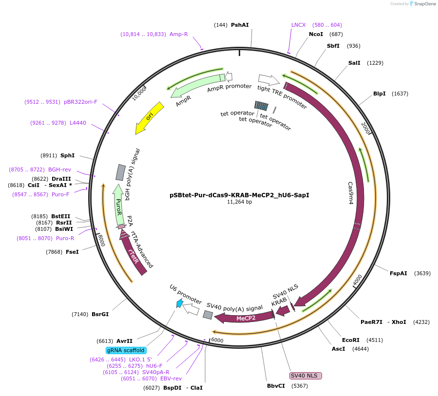 196084-plasmid-map-sequence-id-388993