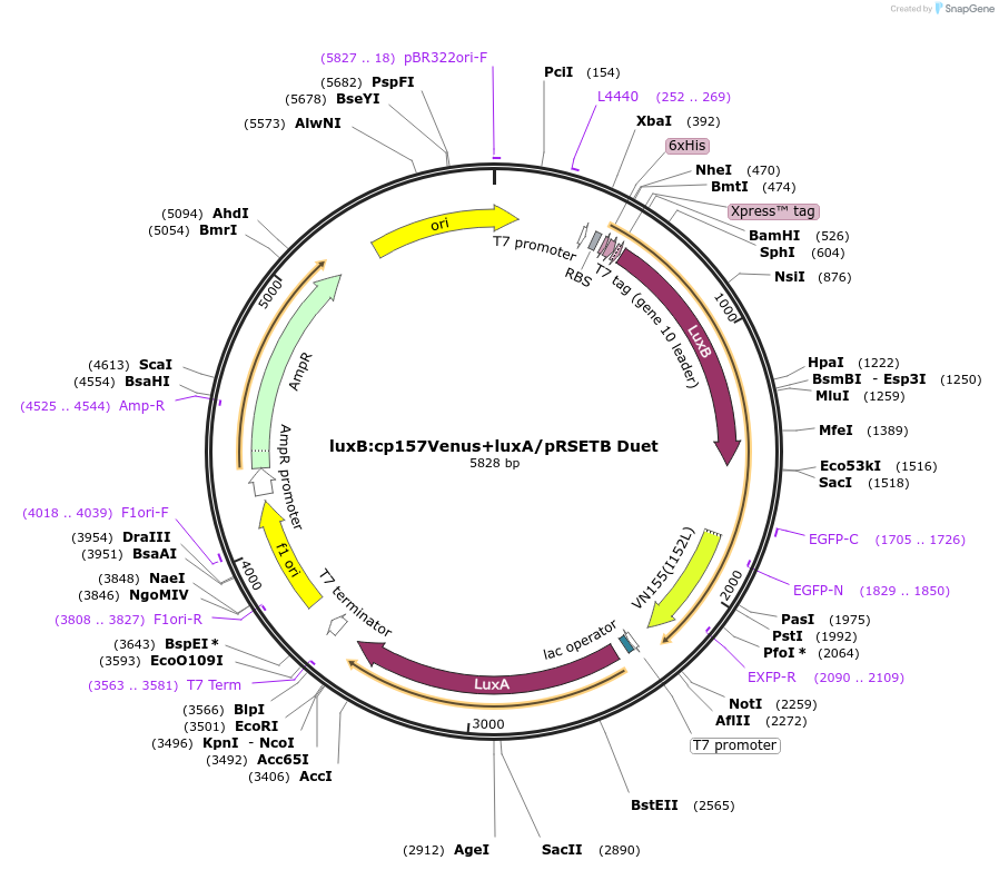 197583-plasmid-map-sequence-id-388994