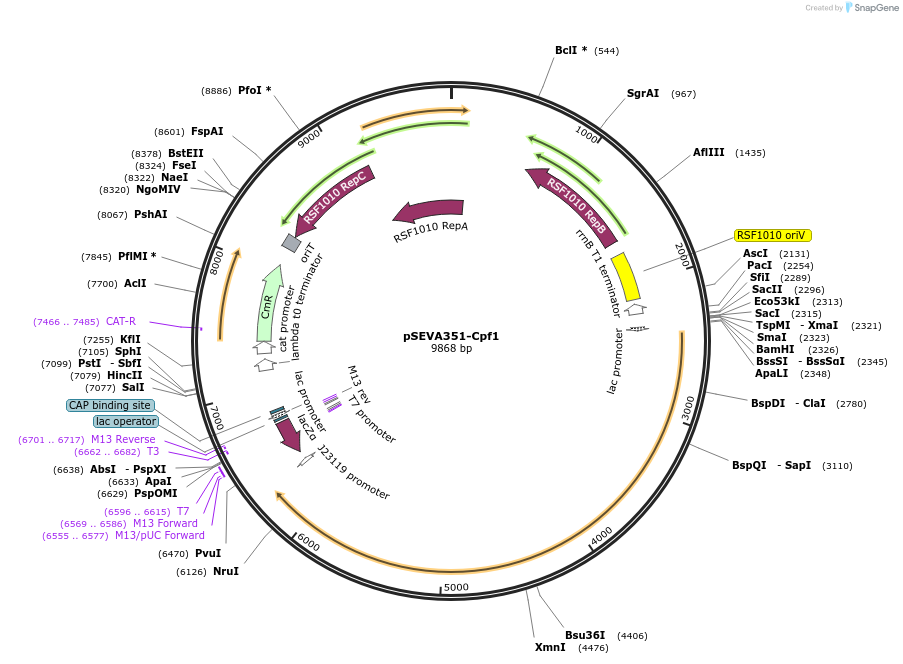 192361-plasmid-map-sequence-id-389005