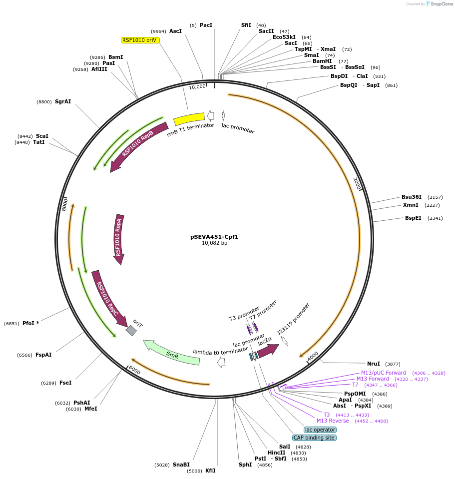 192362-plasmid-map-sequence-id-389008