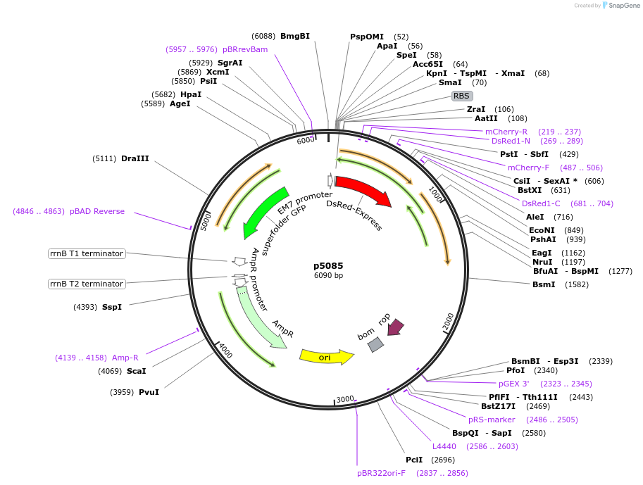 168180-plasmid-map-sequence-id-389010