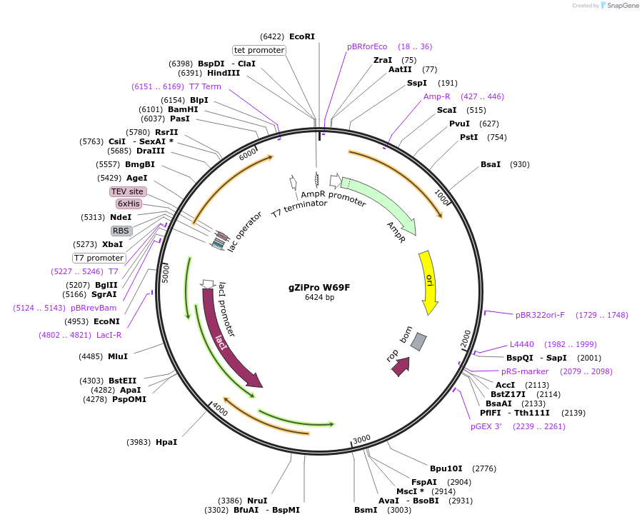 198445-plasmid-map-sequence-id-389026