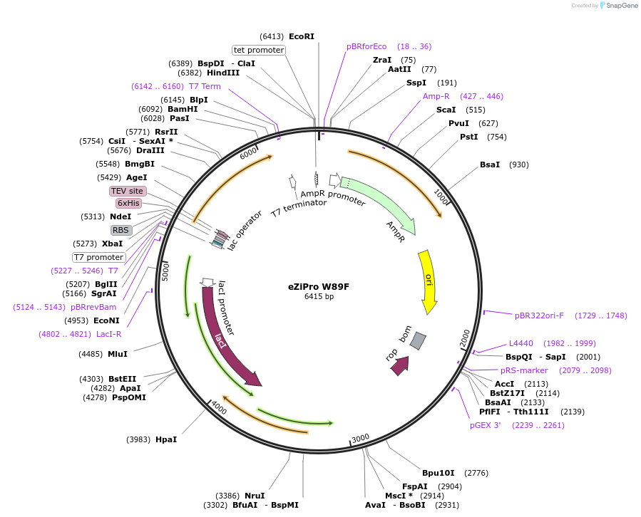 198440-plasmid-map-sequence-id-389027