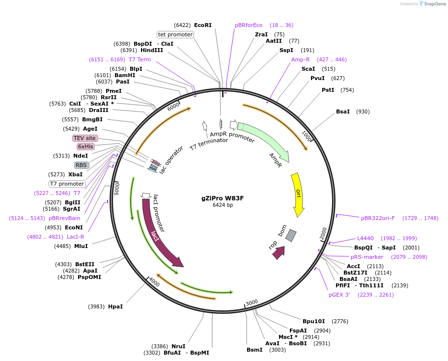 198446-plasmid-map-sequence-id-389029