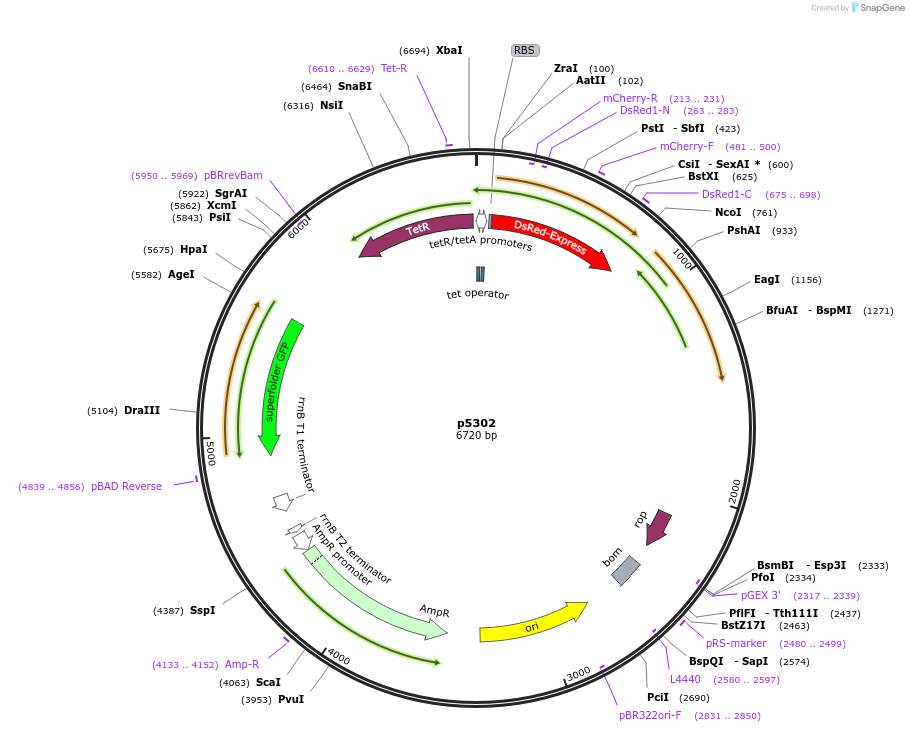 168184-plasmid-map-sequence-id-389036