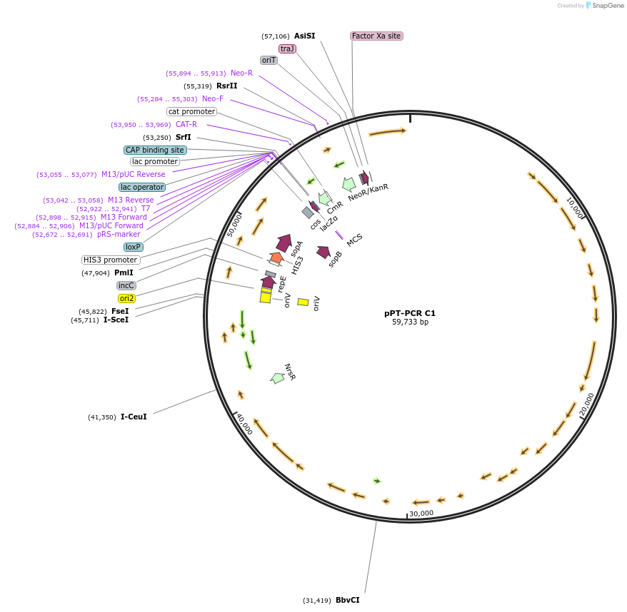 141248-plasmid-map-sequence-id-389038