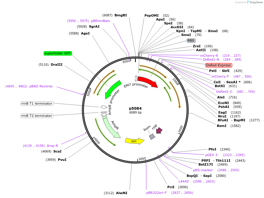 168179-plasmid-map-sequence-id-389043