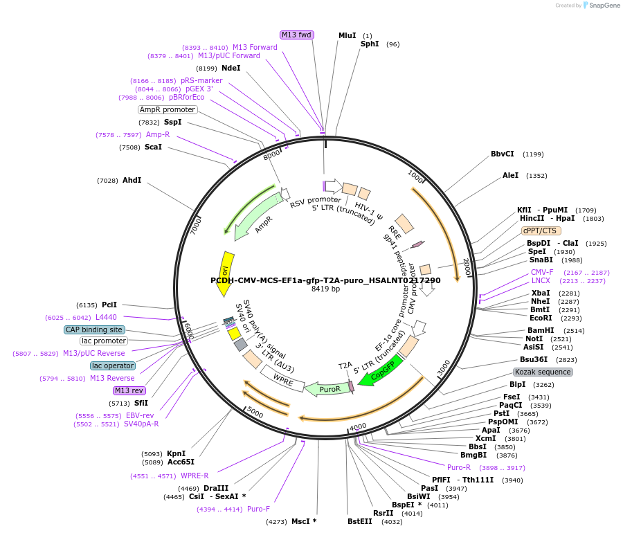 197989-plasmid-map-sequence-id-389046