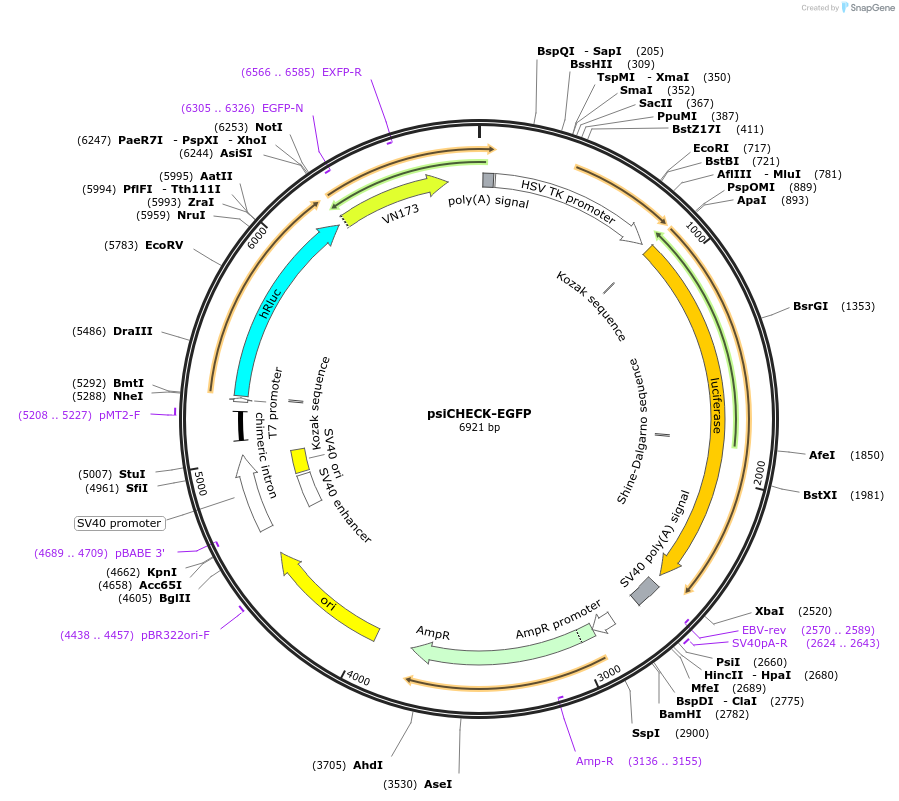 196606-plasmid-map-sequence-id-389048