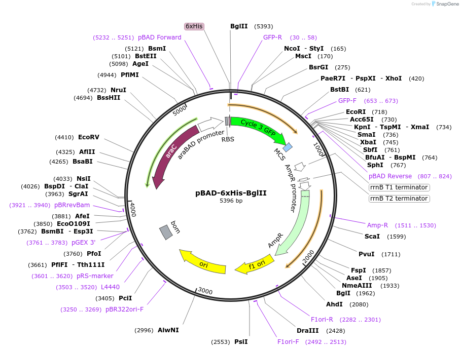 196654-plasmid-map-sequence-id-389051