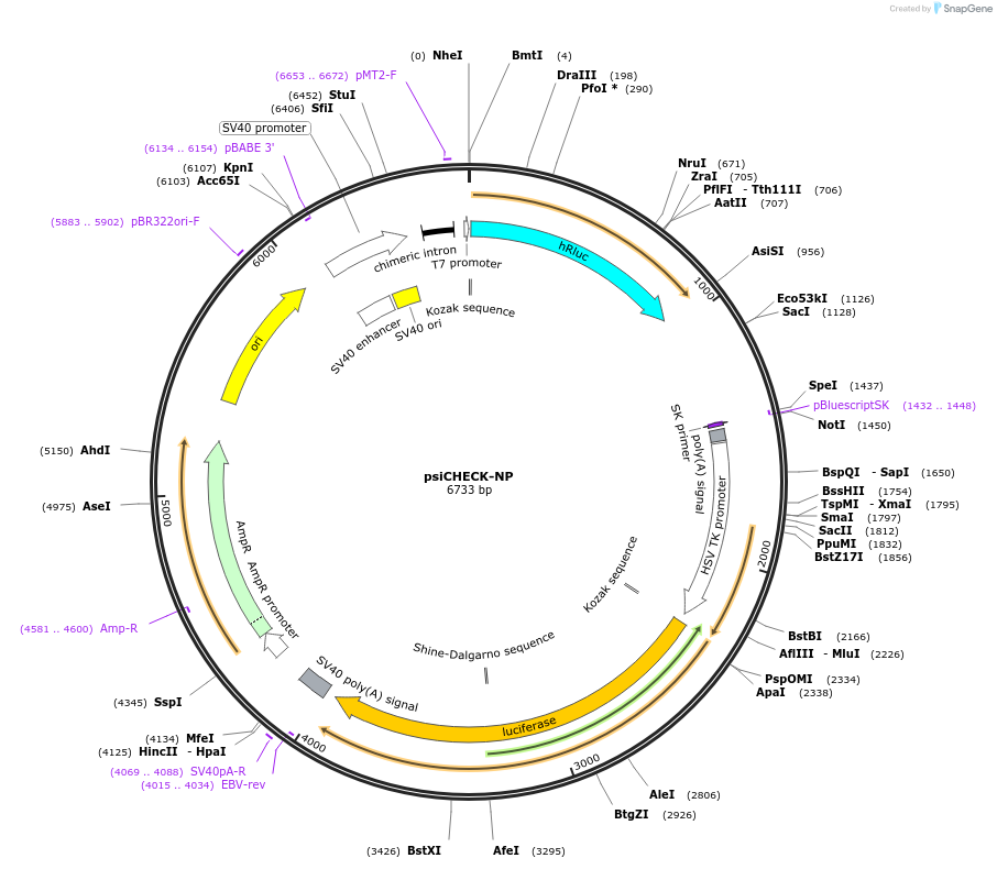 196607-plasmid-map-sequence-id-389052