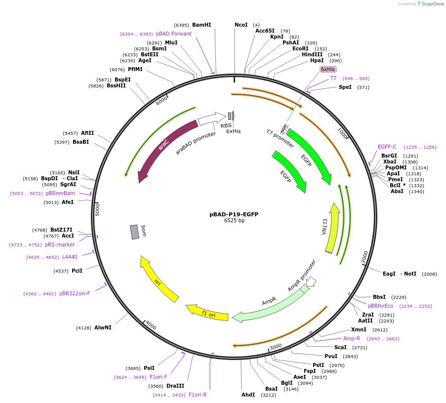 196609-plasmid-map-sequence-id-389058