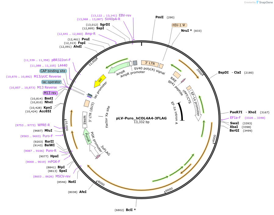 198101-plasmid-map-sequence-id-389065