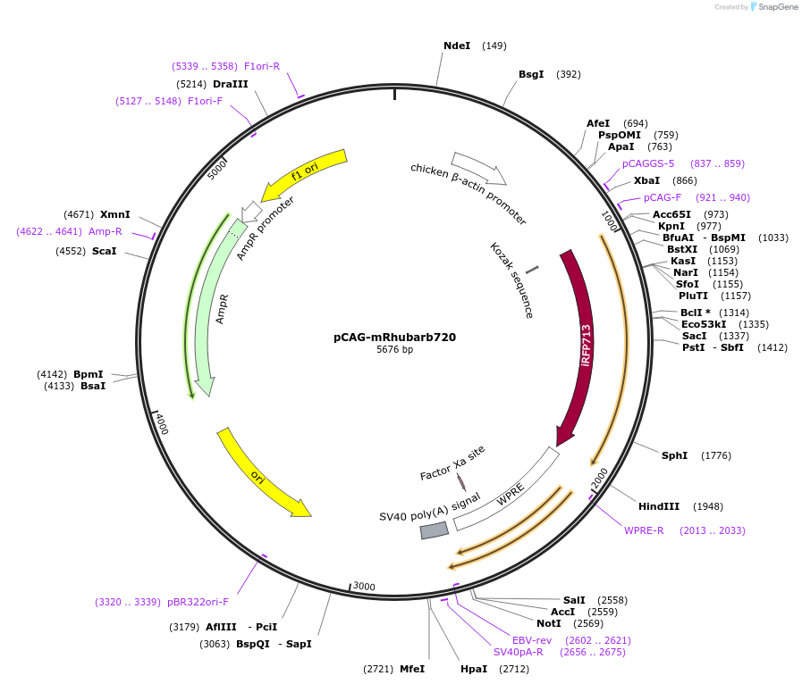 197212-plasmid-map-sequence-id-389068
