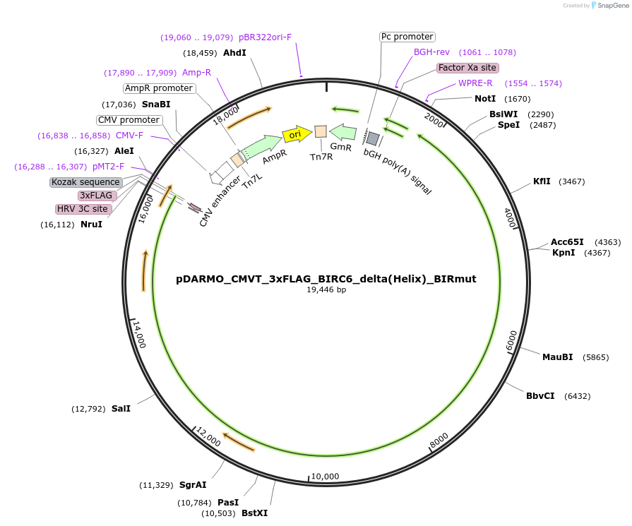 197970-plasmid-map-sequence-id-389069