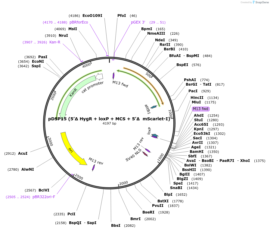 193853-plasmid-map-sequence-id-389080