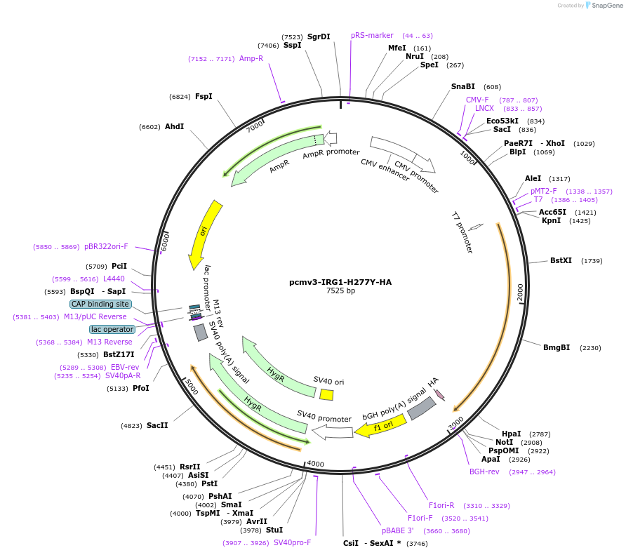 198185-plasmid-map-sequence-id-389086