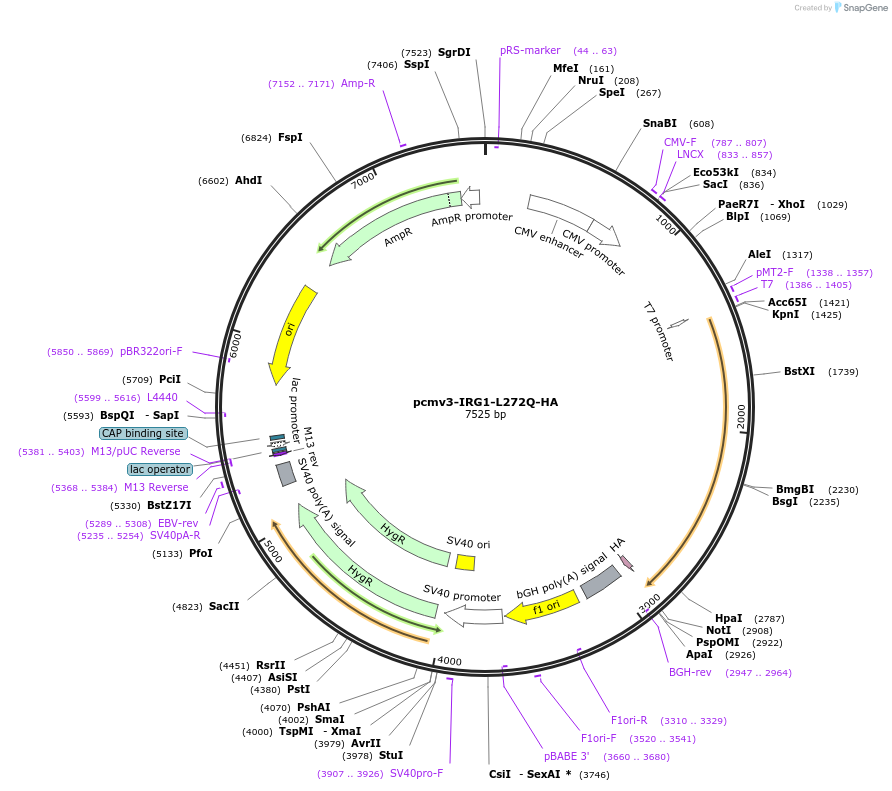 198184-plasmid-map-sequence-id-389089