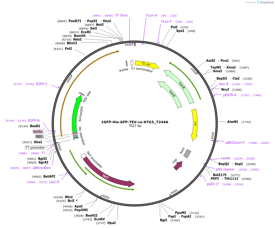197475-plasmid-map-sequence-id-389119