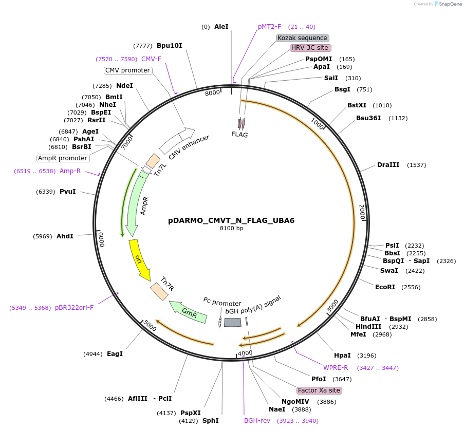 197971-plasmid-map-sequence-id-389120