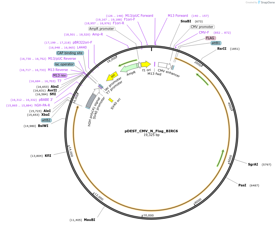 197973-plasmid-map-sequence-id-389121