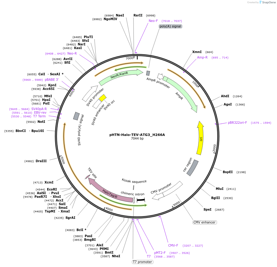 197489-plasmid-map-sequence-id-389123