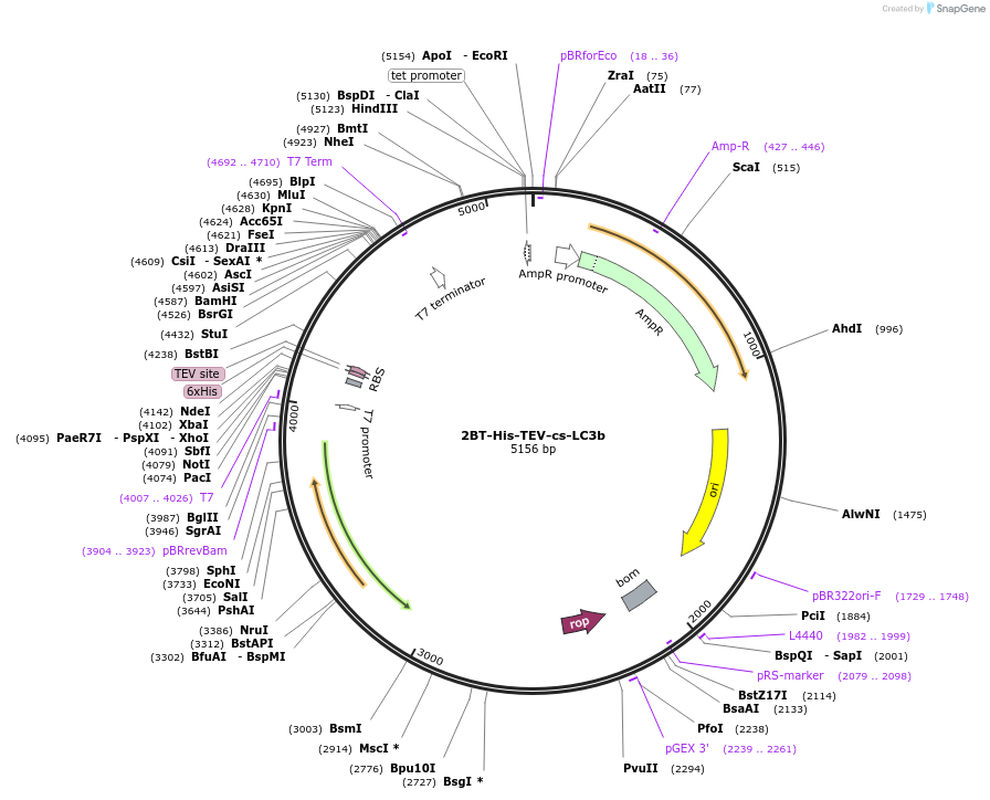 197460-plasmid-map-sequence-id-389138