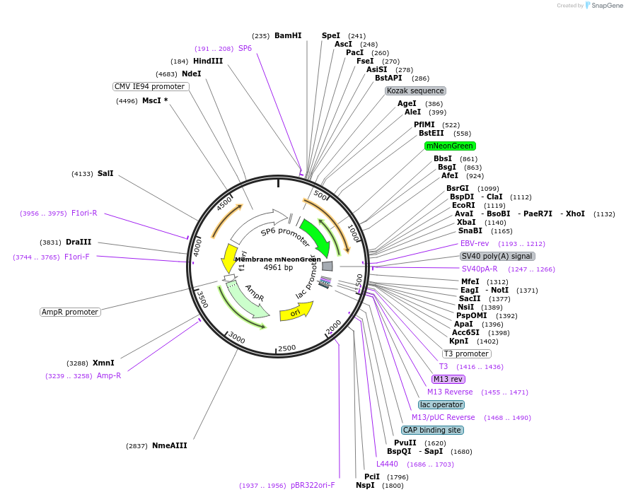198057-plasmid-map-sequence-id-389150