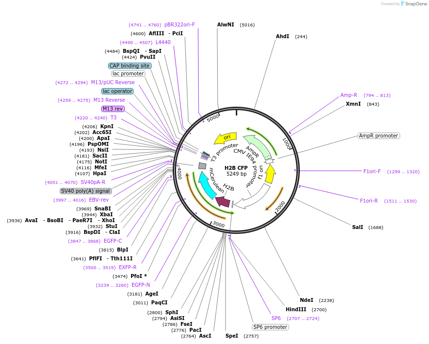 198059-plasmid-map-sequence-id-389151