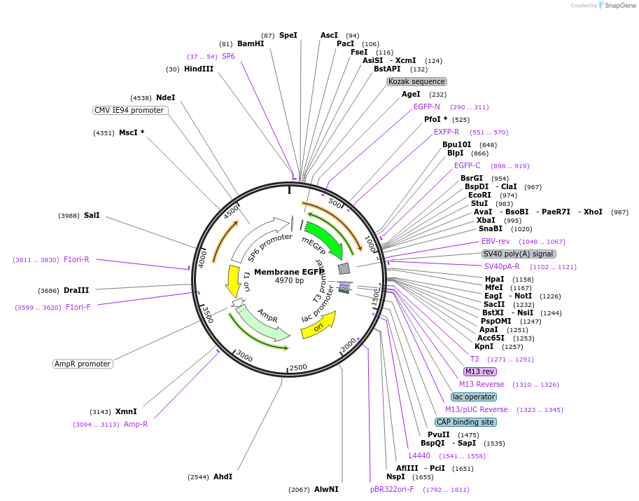 198056-plasmid-map-sequence-id-389155