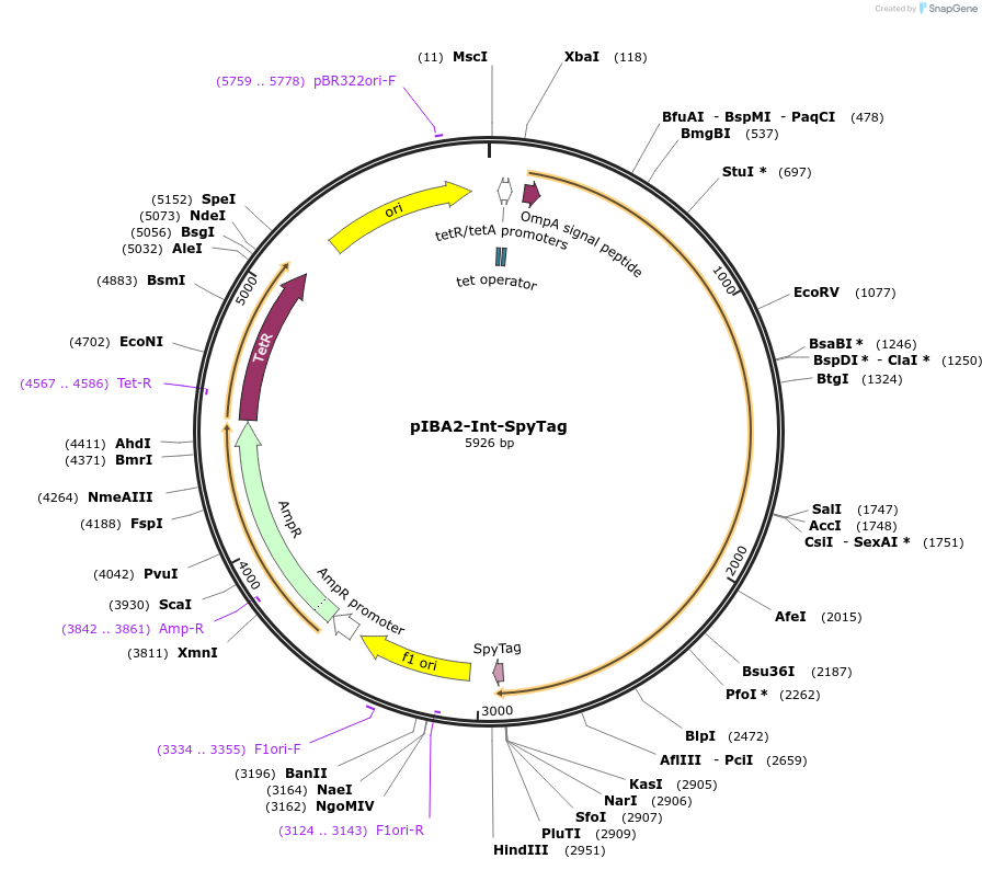 198038-plasmid-map-sequence-id-389164