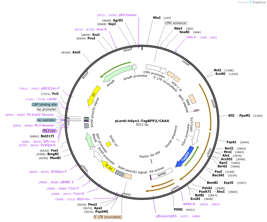 197590-plasmid-map-sequence-id-389168