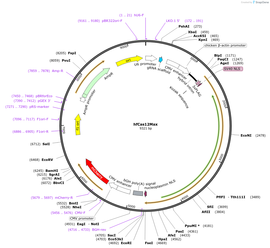 195336-plasmid-map-sequence-id-389250
