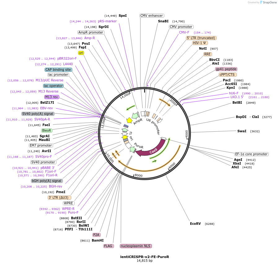 186746-plasmid-map-sequence-id-389258