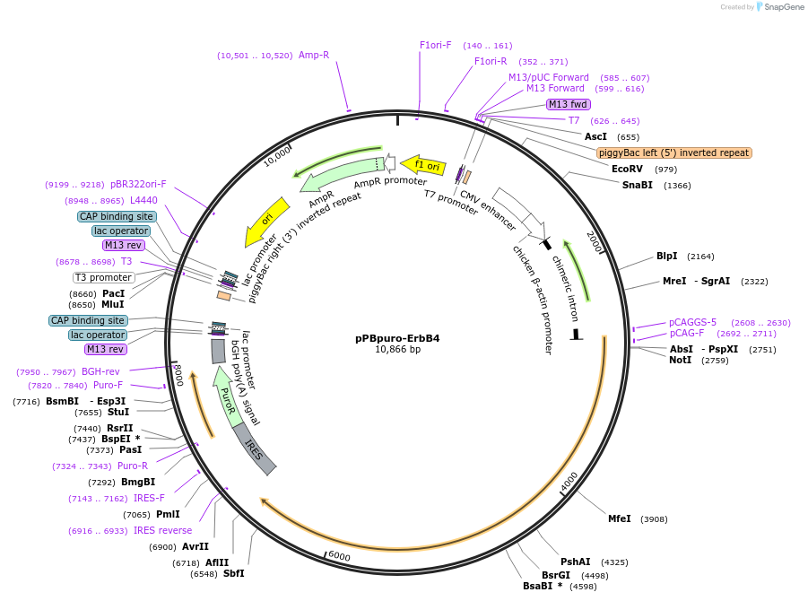 197363-plasmid-map-sequence-id-389271