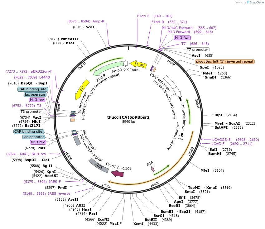 197351-plasmid-map-sequence-id-389274