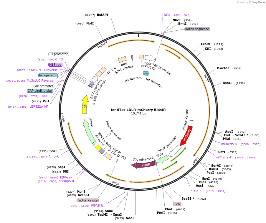 186739-plasmid-map-sequence-id-389281