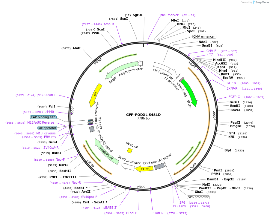 195224-plasmid-map-sequence-id-389335
