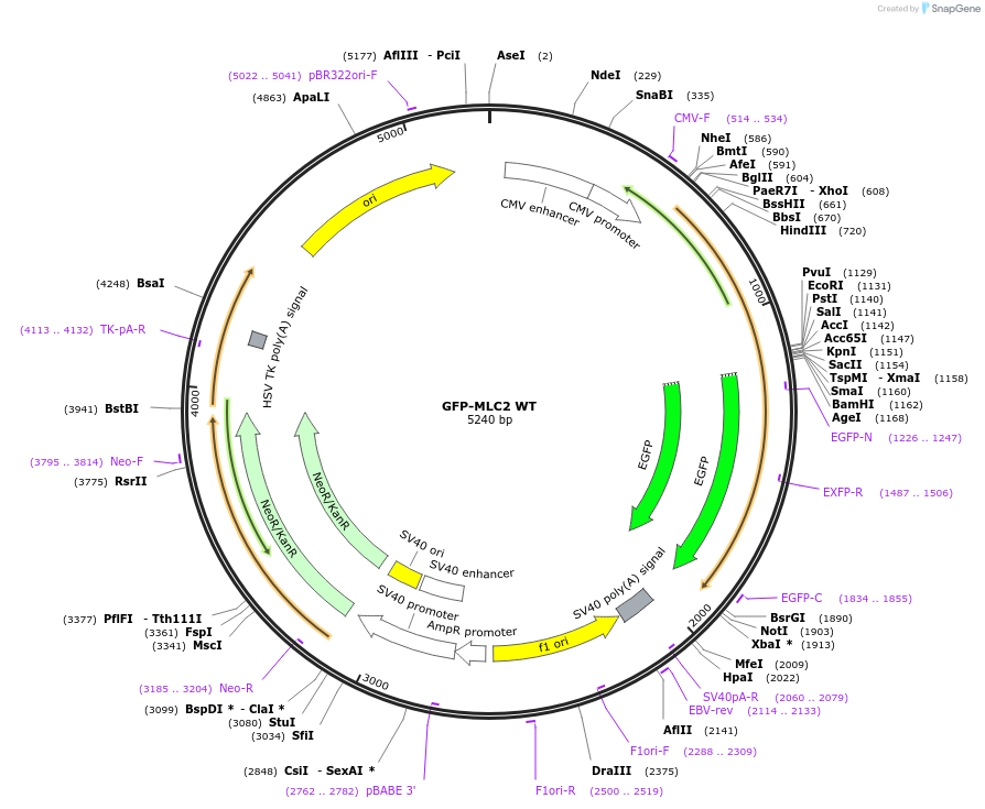 195235-plasmid-map-sequence-id-389338
