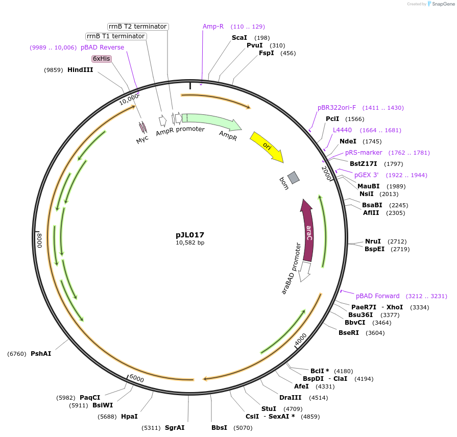 53532-plasmid-map-sequence-id-389339