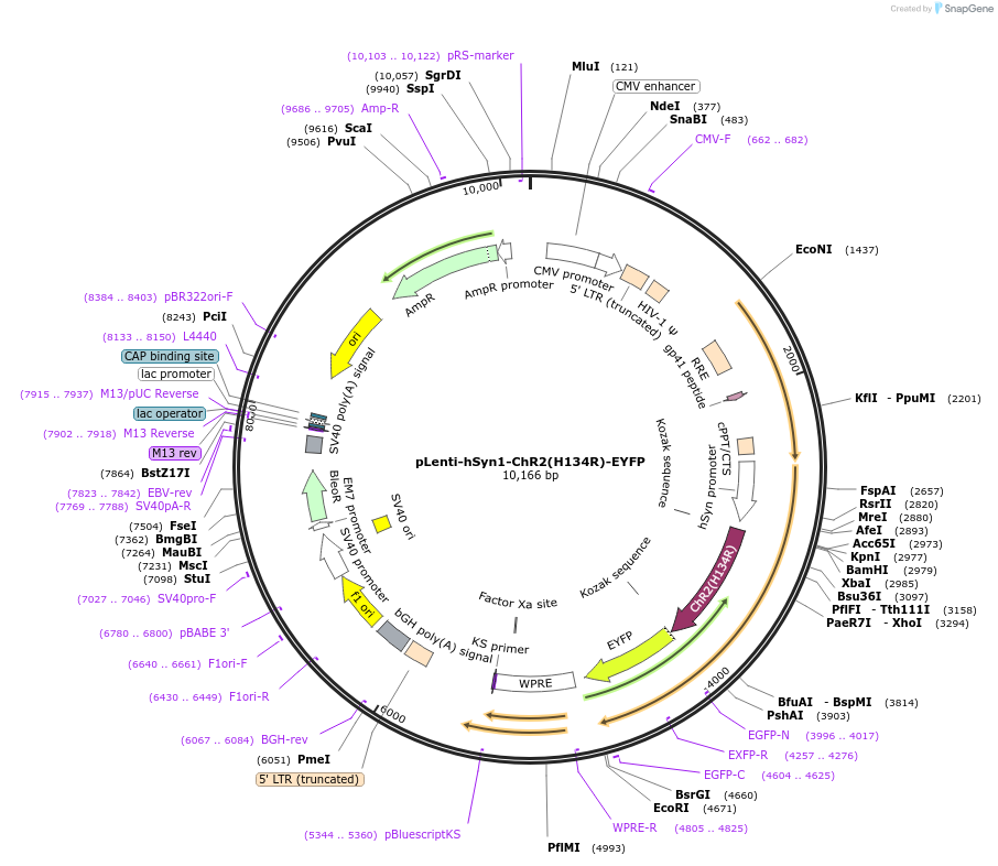 197593-plasmid-map-sequence-id-389346