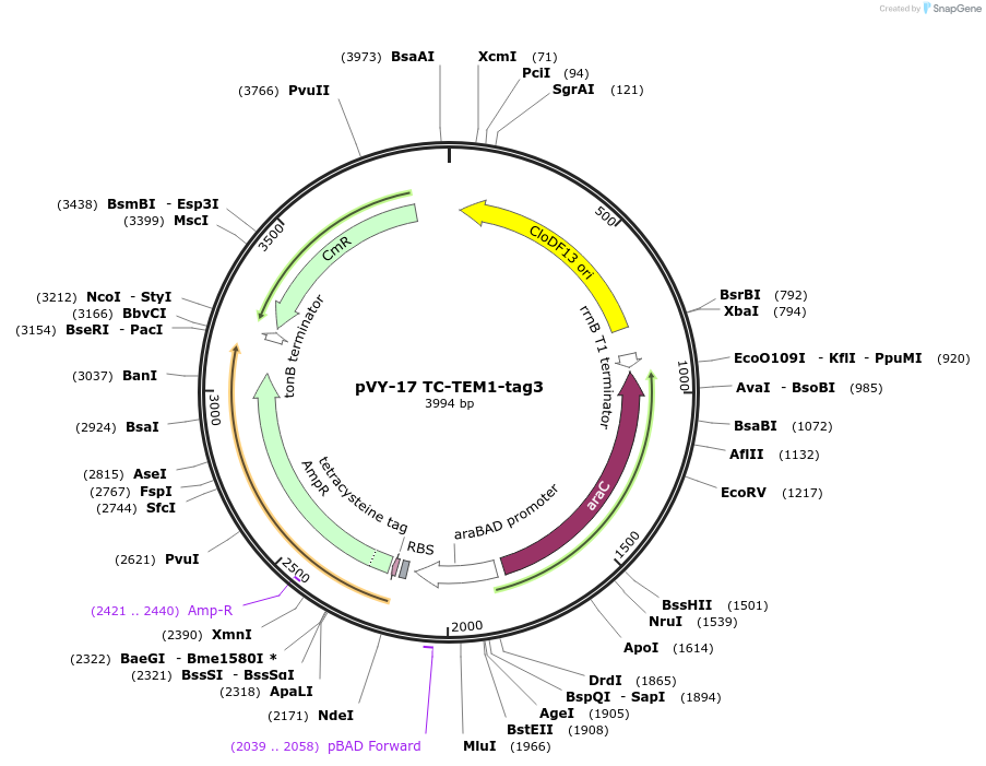 194631-plasmid-map-sequence-id-389370