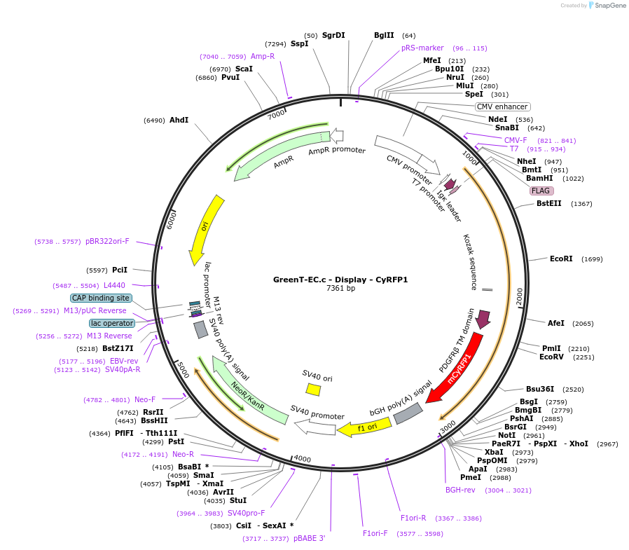 193945-plasmid-map-sequence-id-389371