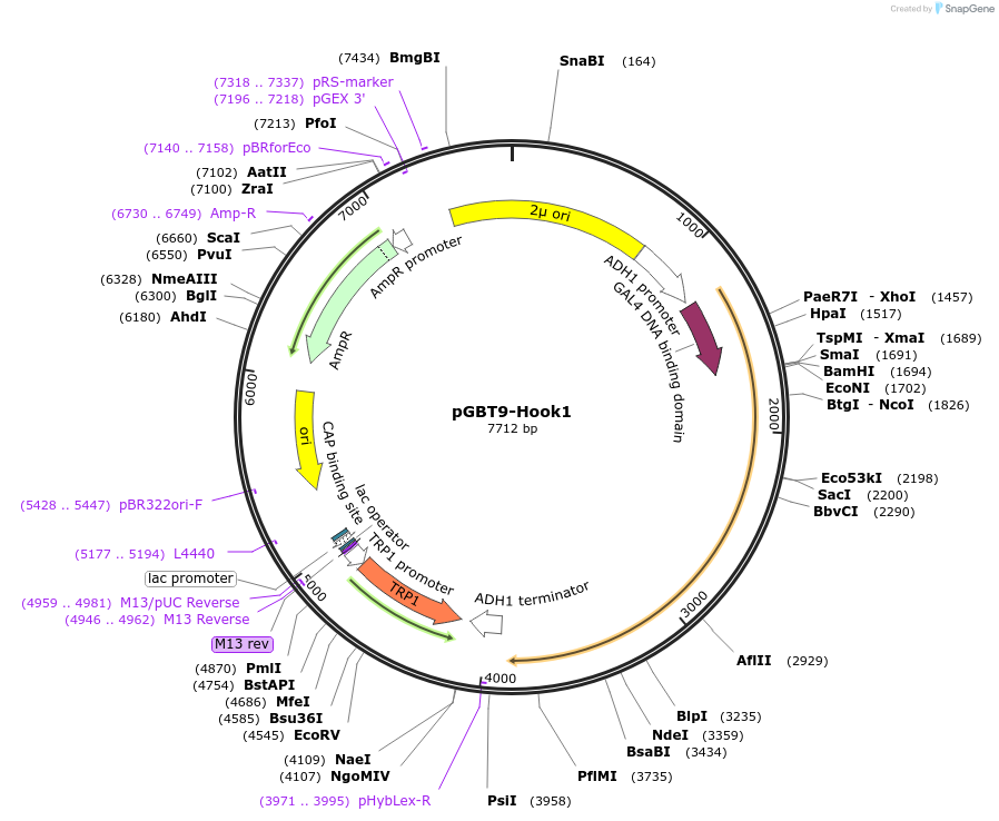 198523-plasmid-map-sequence-id-389375