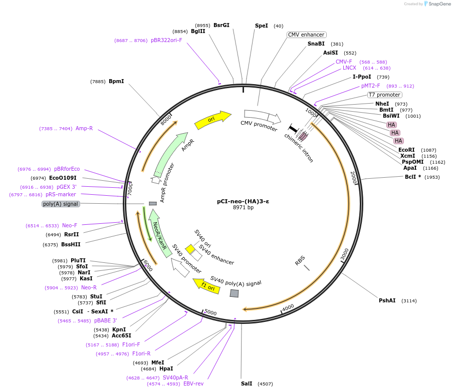 198531-plasmid-map-sequence-id-389386