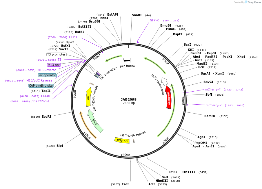 190340-plasmid-map-sequence-id-389391